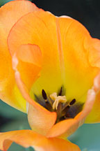 Tulip 'Daydream', Tulipa. - Photo #3015