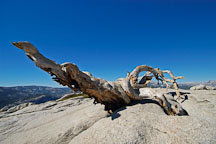 Fallen Jeffrey Pine on Sentinal Dome. Yosemite National Park, California, USA. - Photo #4716