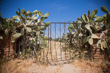 Gate overgrown with cacti. - Photo #26616