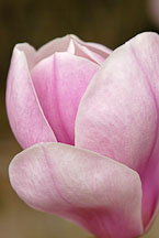 Magnolia x soulangiana. Saucer Magnolia. - Photo #11916