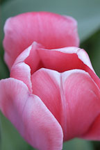 Tulip 'Menton', Tulipa. - Photo #2916
