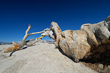 Dead Jeffrey Pine on Sentinal Dome. Yosemite National Park, California, USA. - Photo #4717