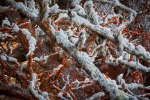Lace lichen and red algae on trees. Point Lobos State Reserve, California. - Photo #32117