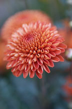Kelvin Mandarin (pompon). Chrysanthemum (Dendranthema). - Photo #2118