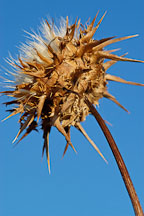 Pictures of Cirsium, Thistles