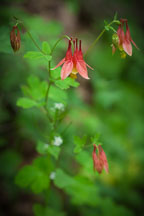 Wild Columbine. Story County, Iowa. - Photo #32818