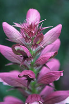 Acanthus spinosus. Bear's breeches. - Photo #1219