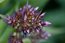 Phlox paniculata 'fairest one'. - Photo #1319