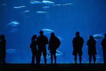 Visitors at the Monterey Aquarium. Monterey, California. - Photo #219