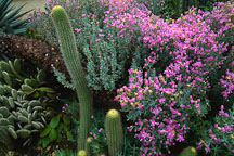 Cactus garden. Stanford university, Stanford, California, USA. - Photo #1002