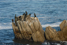 Cormorants sitting on rocks. Monterey, California, USA. - Photo #5102