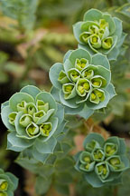 Euphorbia myrsinites. - Photo #2820