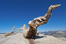 Jeffrey Pine on Sentinal Dome. Yosemite NP, California, USA. - Photo #4720