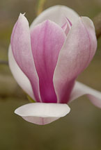 Magnolia x soulangiana. Saucer Magnolia. - Photo #11920