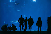 Silhouette of visitors in front of a large tank. Monterey Aquarium, Monterey, California. - Photo #220