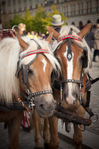 Two horses. Berlin, Germany. - Photo #30420