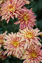 Yodogimi (single & semi-double).  Chrysanthemum (Dendranthema). - Photo #2120