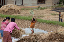 Young girl threshing rice. Sopsokha, Butan. - Photo #23620