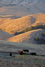 Free ranging cattle at sunset. Mission Peak, Fremont, California, USA. - Photo #6321