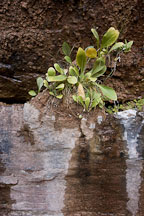 Vegetation growing in the rock face at lower Emerald Pool. Zion NP, Utah. - Photo #19421
