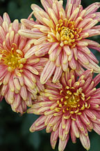 Yodogimi (single & semi-double).  Chrysanthemum (Dendranthema). - Photo #2121