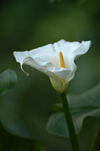 Calla lily. Zantedeschia aethiopica. - Photo #2422