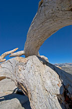 Fallen Jeffrey Pine on Sentinal Dome. Yosemite National Park, California, USA. - Photo #4722