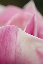 Magnolia, 'Golden Glow'. - Photo #11922