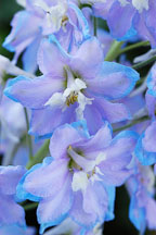 Pacific giant delphinium - Photo #4422