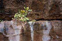 Vegetation growing in a crack on the rock face. Zion NP, Utah. - Photo #19422