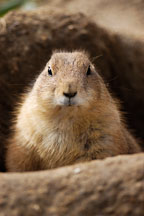 Black-tailed Prairie Dog sitting in its burrow entrance. Cynomys ludovicianus. - Photo #2522