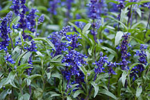 Salvia farinacea. 'Blue Victoria'. - Photo #1322