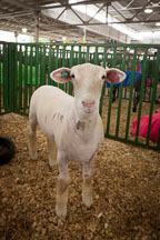 Sheep waiting in a pen at the Iowa State Fair, Des Moines. - Photo #33022