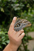 Caligo Memnon. Tawny Owl Butterfly, Memnon's Owl. Monteverde, Costa Rica. - Photo #14222