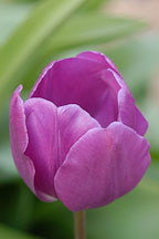 Tulip 'Negrita', Tulipa. - Photo #2922