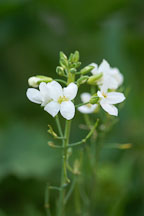 Chinese Broccoli. Brassica oleracea. - Photo #2423