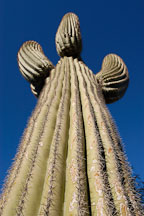 Saguaro Cactus, Cereus giganteus - Photo #5323