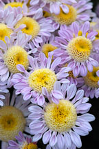 Lullaby (anemone).  Chrysanthemum (Dendranthema). - Photo #2123