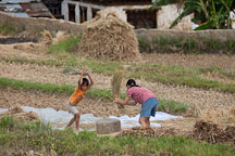 Mother and daughter threshing rice by beating the stalks against a tree trunk. Sopsokha, Bhutan. - Photo #23623