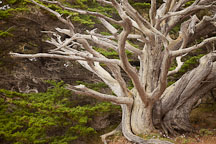 Dead tree with sun bleached wood. Point Lobos, California. - Photo #26923
