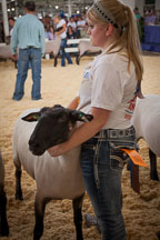 Young woman holding her sheep during a show competition. Iowa State Fair, Des Moines. - Photo #33023