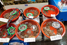 Live octopus (muneo) in buckets. Noryangjin Fish Market in Seoul. - Photo #21224