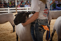 Young girl showing her sheep during competition. Iowa State Fair, Des Moines. - Photo #33024