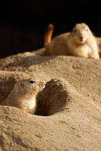Black-tailed Prairie Dog coming out of his burrow. Cynomys ludovicianus. - Photo #2525