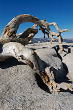 Fallen Jeffrey Pine on Sentinal Dome. Yosemite National Park, California, USA. - Photo #4725