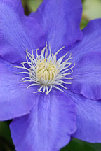 Clematis 'H. F. Young'. - Photo #3225