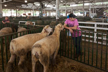Young boy with sheep. Iowa State Fair, Des Moines. - Photo #33025