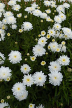 Chrysanthemum maximum, 'Aglaya'. - Photo #3726
