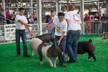 Young adults participate in the FFA crossbred market swine show. Iowa State Fair, Des Moines. - Photo #33026