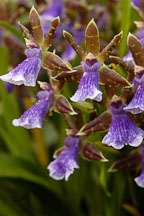 Zygopetalum. Orchidaceae. - Photo #3526